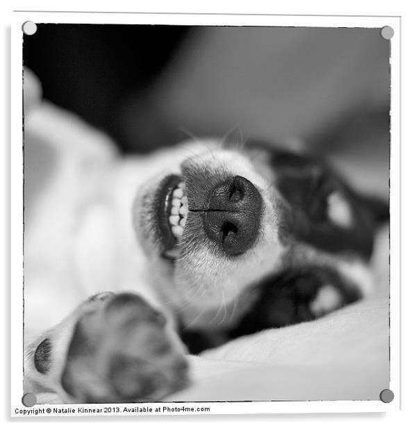 Cute Sleeping Jack Russell Terrier - Black and Whi Acrylic by Natalie Kinnear