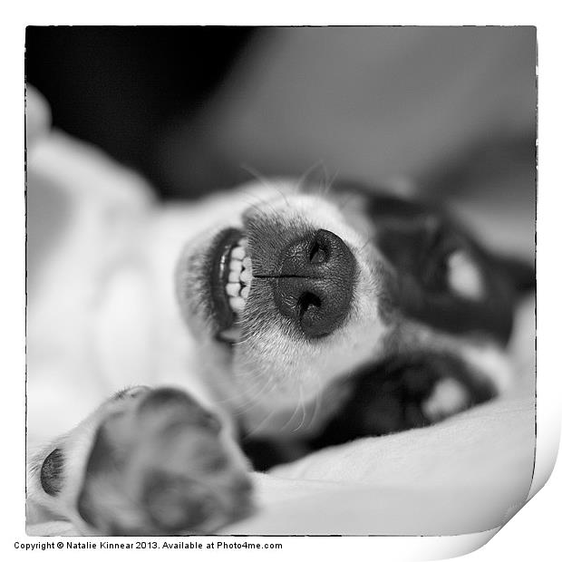 Cute Sleeping Jack Russell Terrier - Black and Whi Print by Natalie Kinnear