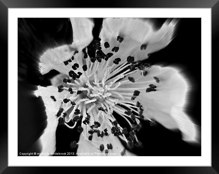 Soft flower 8 b/w Framed Mounted Print by michelle whitebrook