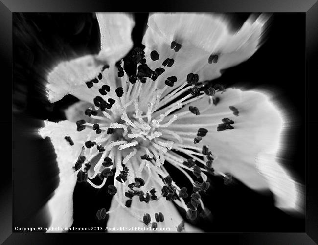 Soft flower 8 b/w Framed Print by michelle whitebrook