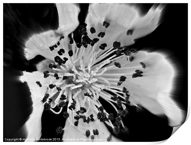 Soft flower 8 b/w Print by michelle whitebrook