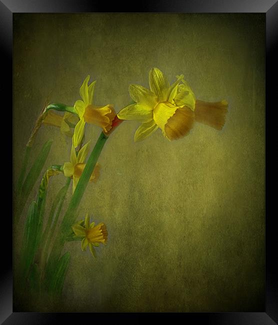 Daffodils Framed Print by Debra Kelday