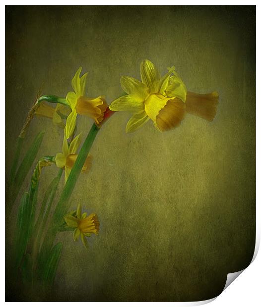 Daffodils Print by Debra Kelday