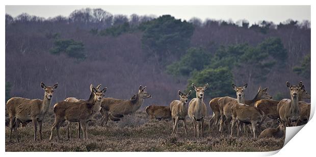 Deer Print by Darren Burroughs