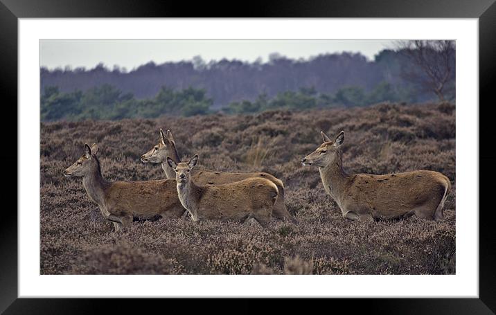 Deer Framed Mounted Print by Darren Burroughs