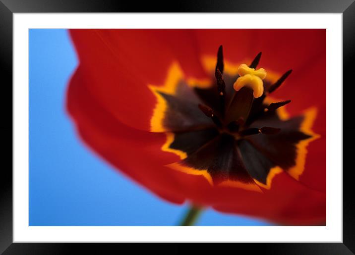 Red tulip blue background Framed Mounted Print by Celia Mannings
