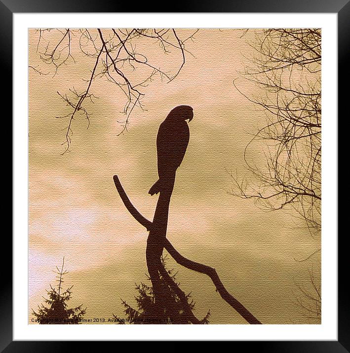 Silhouette of a parrot! Framed Mounted Print by Paula Palmer canvas