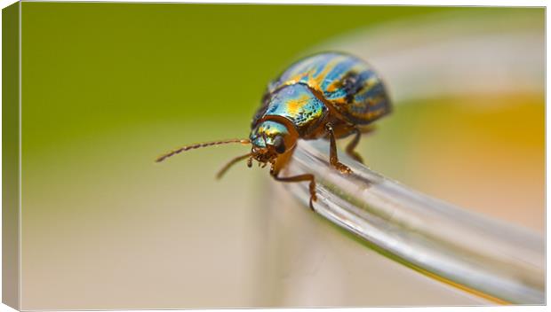 Disco Bug?  Canvas Print by mike fendt