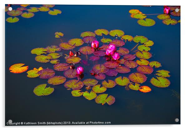 Water lilies Acrylic by Kathleen Smith (kbhsphoto)