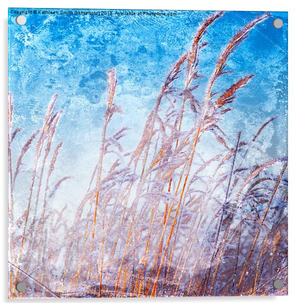 Reeds with hoar frost Acrylic by Kathleen Smith (kbhsphoto)