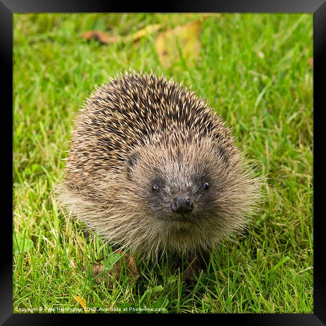 Hedgehog in the Garden Framed Print by Pete Hemington