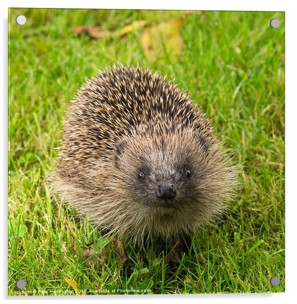 Hedgehog in the Garden Acrylic by Pete Hemington