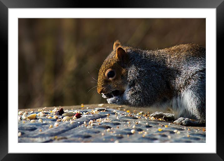 Munching on somebodies nuts Framed Mounted Print by