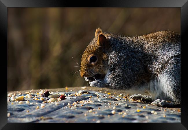 Munching on somebodies nuts Framed Print by