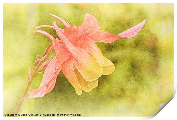 Soft Aquilegia Print by Julie Coe