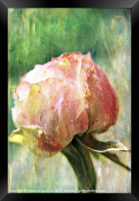 Rose Delicates Framed Print by Rosanna Zavanaiu