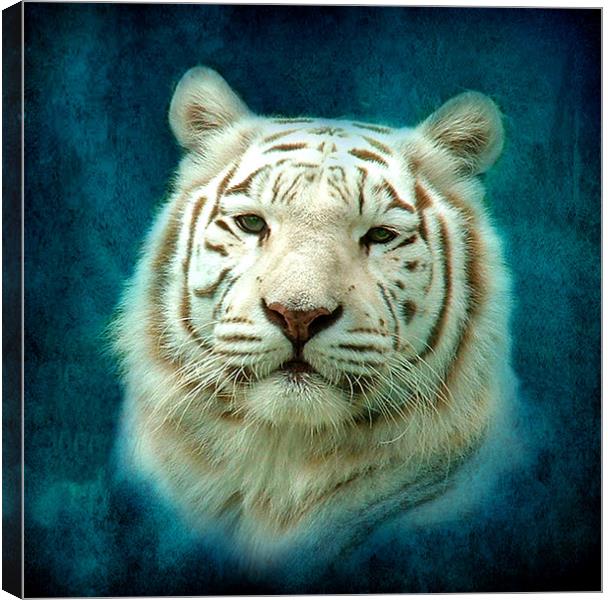 White Tiger Canvas Print by Debra Kelday