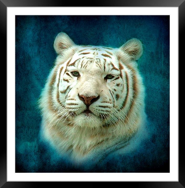 White Tiger Framed Mounted Print by Debra Kelday