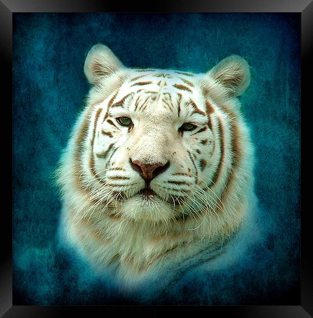 White Tiger Framed Print by Debra Kelday