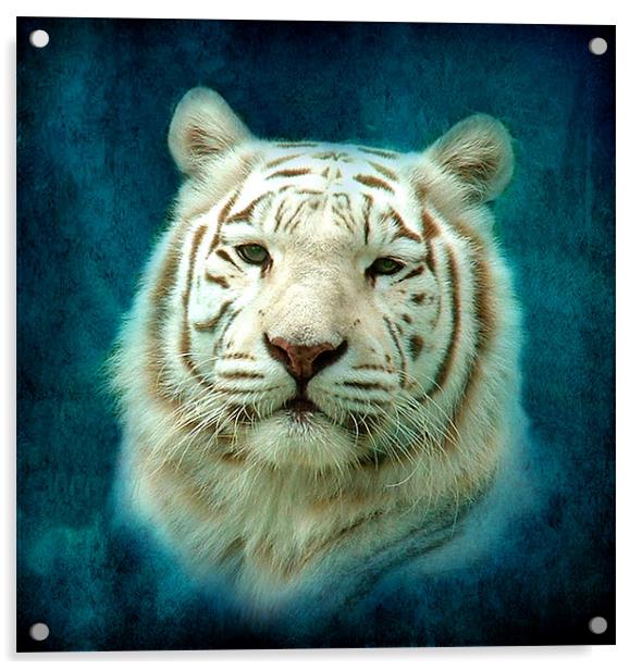 White Tiger Acrylic by Debra Kelday