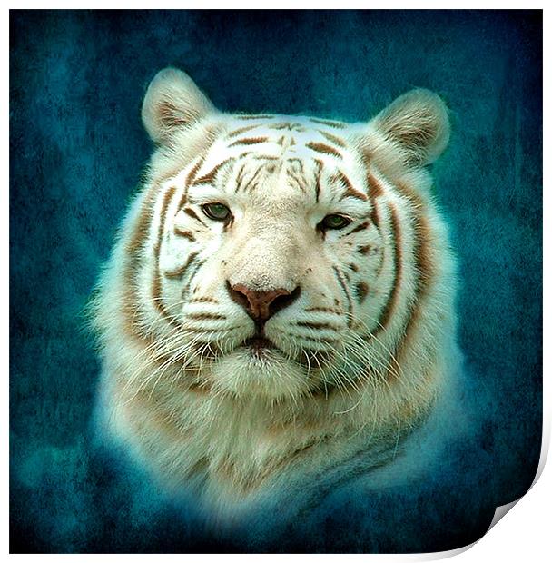 White Tiger Print by Debra Kelday