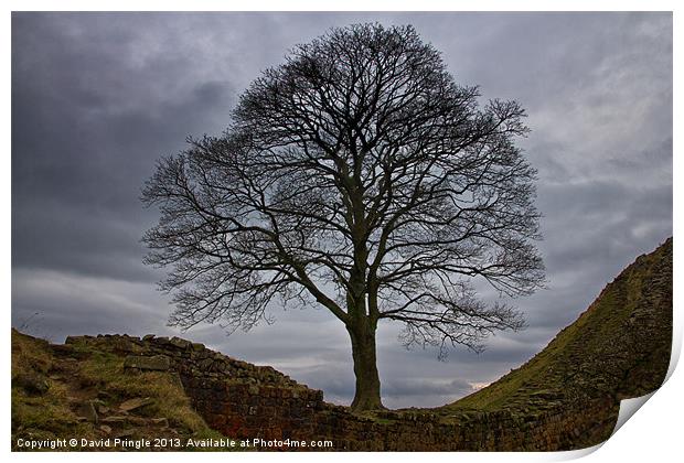 Sycamore Gap Print by David Pringle