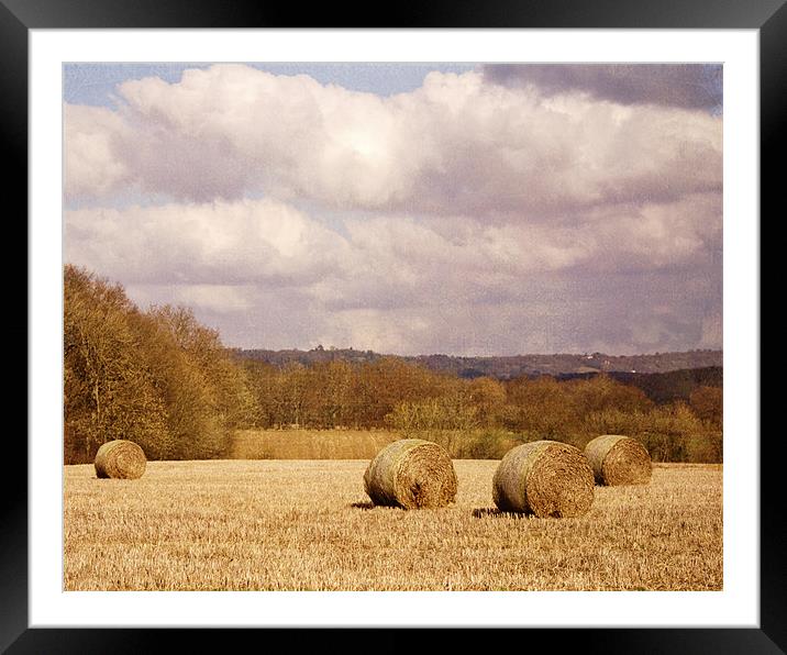 Hay bales in field Framed Mounted Print by Dawn Cox
