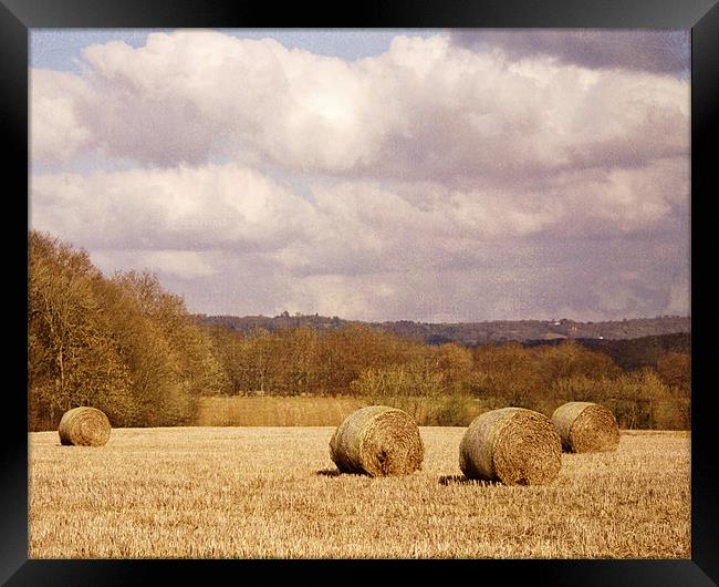 Hay bales in field Framed Print by Dawn Cox