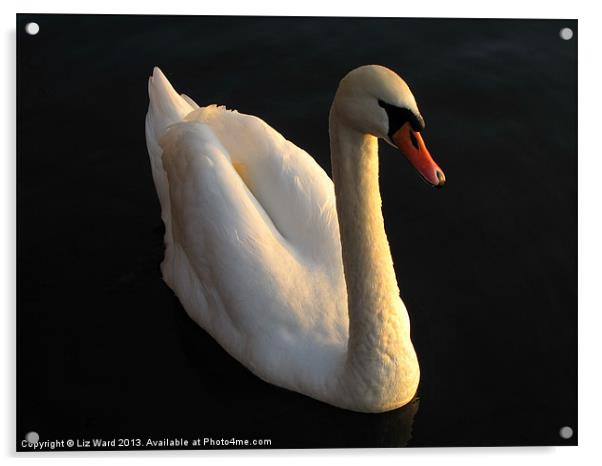 Beautiful Swan Acrylic by Liz Ward