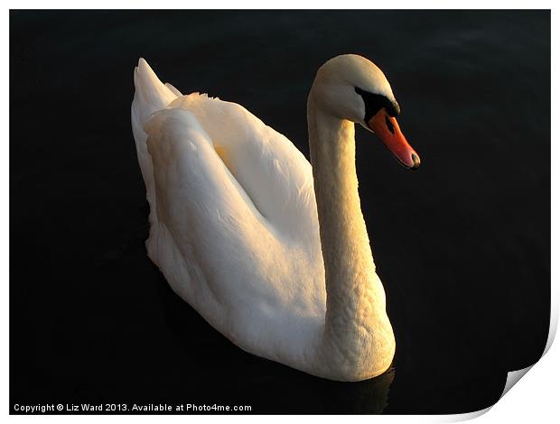 Beautiful Swan Print by Liz Ward