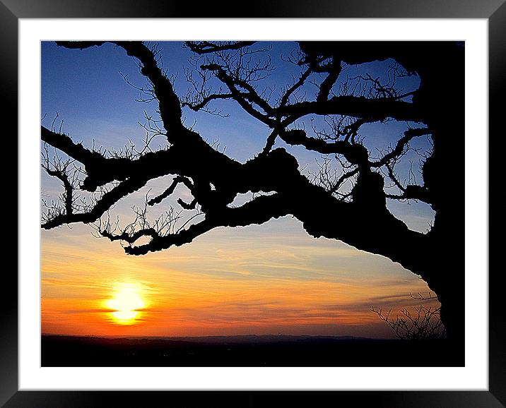 my main tree Framed Mounted Print by dale rys (LP)
