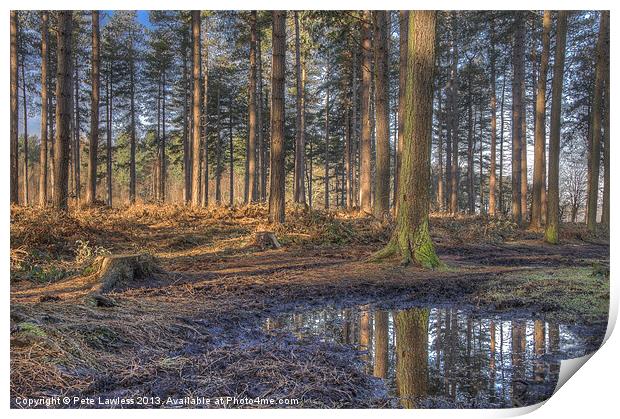 Forest Walk, Delamere Cheshire Print by Pete Lawless