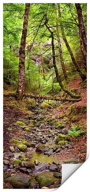 Small stream  in Reelig Print by Macrae Images