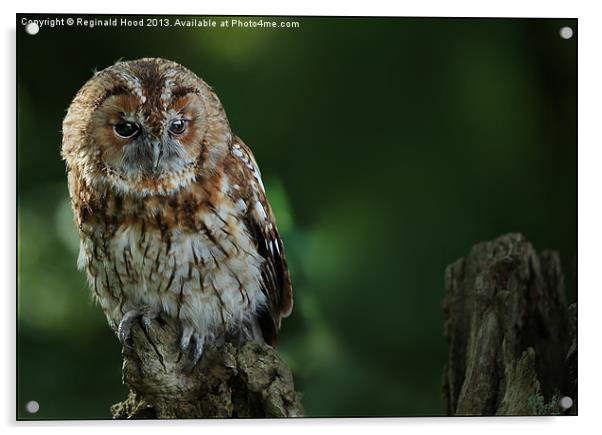 Tawny Owl Acrylic by Reginald Hood