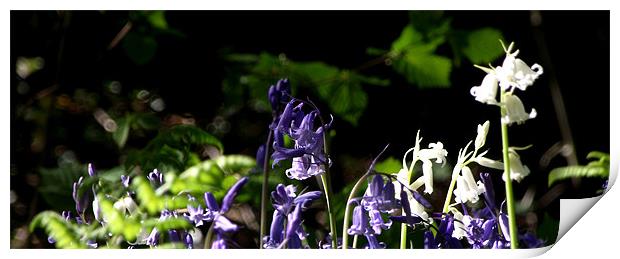 Bluebells Print by Carol Young