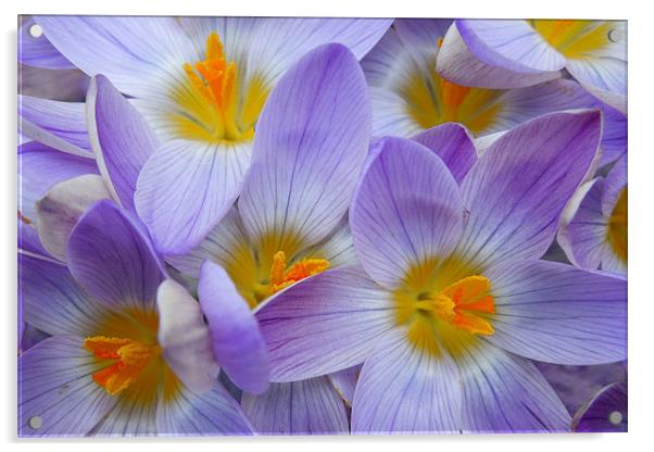 a chorus of crocuses Acrylic by Heather Newton