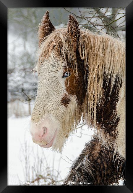Winter Horse Framed Print by Steve Liptrot