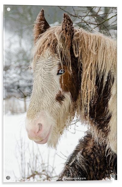 Winter Horse Acrylic by Steve Liptrot