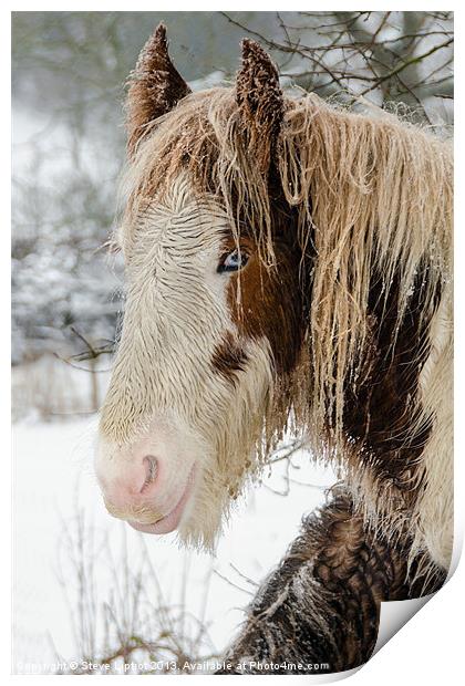 Winter Horse Print by Steve Liptrot