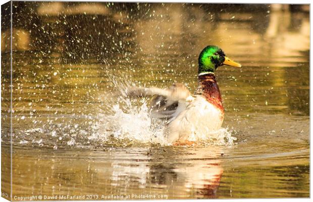 Like a duck to water Canvas Print by David McFarland