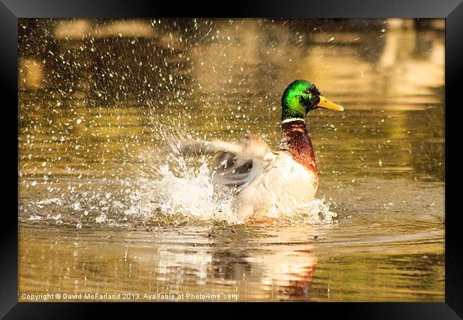 Like a duck to water Framed Print by David McFarland