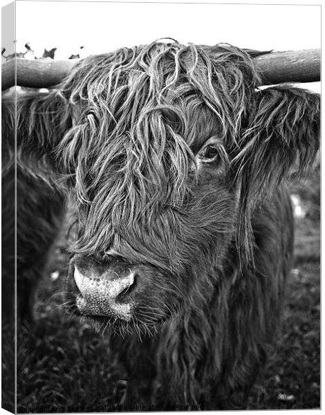 hairy encounters of the cow kind Canvas Print by Jo Beerens