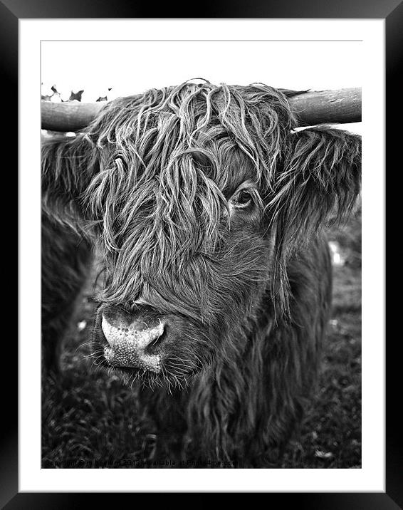 hairy encounters of the cow kind Framed Mounted Print by Jo Beerens