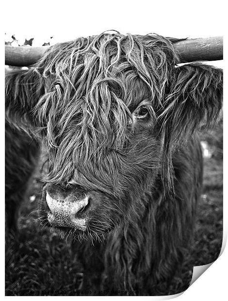 hairy encounters of the cow kind Print by Jo Beerens