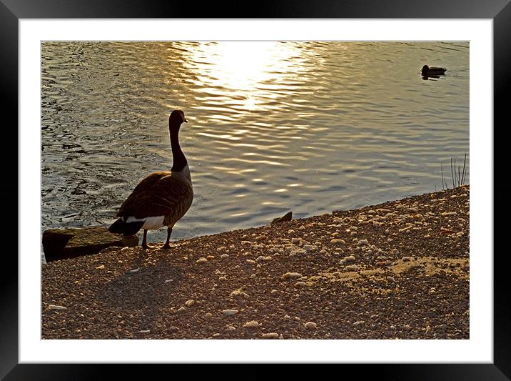 Waiting for you.. Framed Mounted Print by Nadeesha Jayamanne