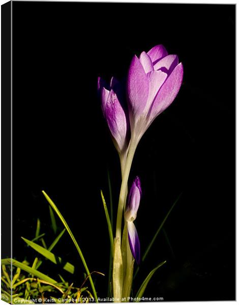 Pink Crocus Canvas Print by Keith Campbell