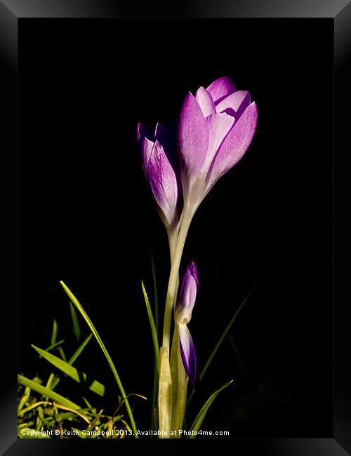 Pink Crocus Framed Print by Keith Campbell
