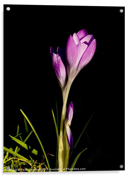 Pink Crocus Acrylic by Keith Campbell