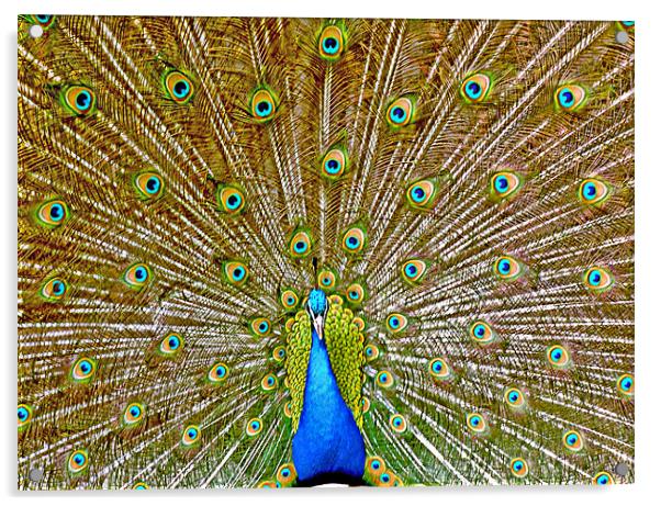 Peacock Tail Display Acrylic by philip clarke