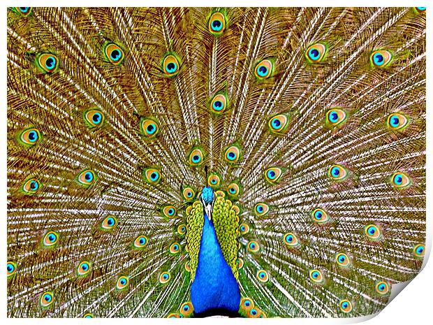 Peacock Tail Display Print by philip clarke